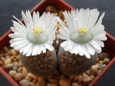 10 เมล็ด ไลทอป กระบองเพชร ไม้อวบน้ำ กุหลาบหิน แคคตัส Living Stones Lithops สายพันธุ์ hallii