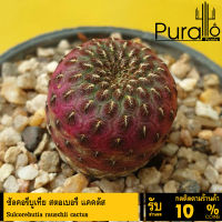 ต้นไม้อวบน้ำ ซัลคอรีบูเทีย สตอเบอรี่ แคคตัส Sulcorebutia rauschii cactus #succulent #Sulcorebutia rauschii #cactus