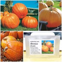 เมล็ดพันธุ์ ฟักทอง บิ๊กแม็ก (Big Max Pumpkin Seed) 12 เมล็ด คุณภาพดี ราคาถูก ของแท้