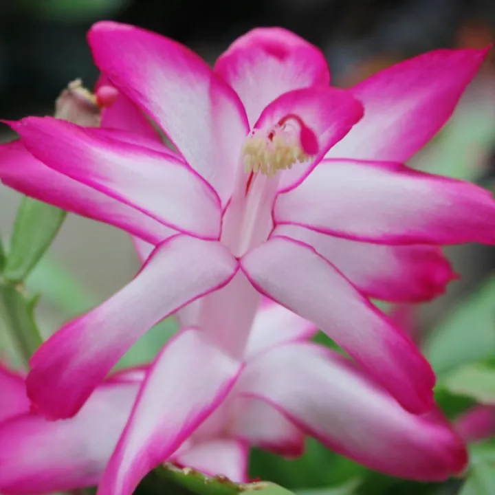 Crab Cactus Potted Plant Seedling with Bud MultiColor New Crab Claw