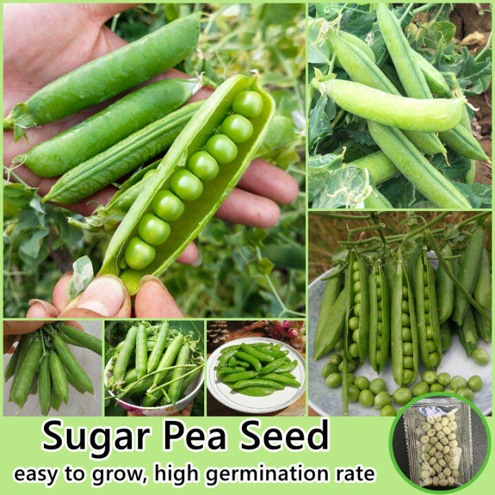 [High Germination] Sugar Pea Seed Sweet Beans Vegetable Seeds for