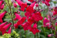 เมล็ดพันธุ์ Bonsai Seeds เพนสตีมอน penstemon gentianoides beardtongue 200 เมล็ด เมล็ดพันธุ์ Bonsai Seedsนำเข้าจาก อังกฤษ