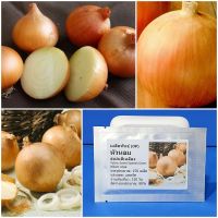 เมล็ดพันธุ์ หัวหอมสเปนสีเหลือง Yellow Sweet Spanish Onion Seed 150 เมล็ด คุณภาพดี ราคาถูก ของแท้