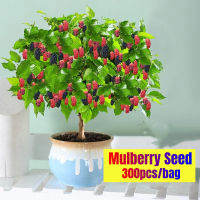 พร้อมส่ง มัลเบอร์รี่ เมล็ดพันธุ์ Original Rare Mulberry Seeds (300PCS/BAG) Bonsai Fruit Tree Seeds Plant Seed ต้นไม้ผลกินได้ ต้นไม้มงคล เมล็ดบอนสี ต้นบอนสี ต้นไม้ ต้นไม้มงคล บอนไซ ต้นผลไม้ บอนสี บอนสีหายาก เมล็ดดอกไม้ ออกผลทั้งปี โตไว ไม่กลายพันธุ์