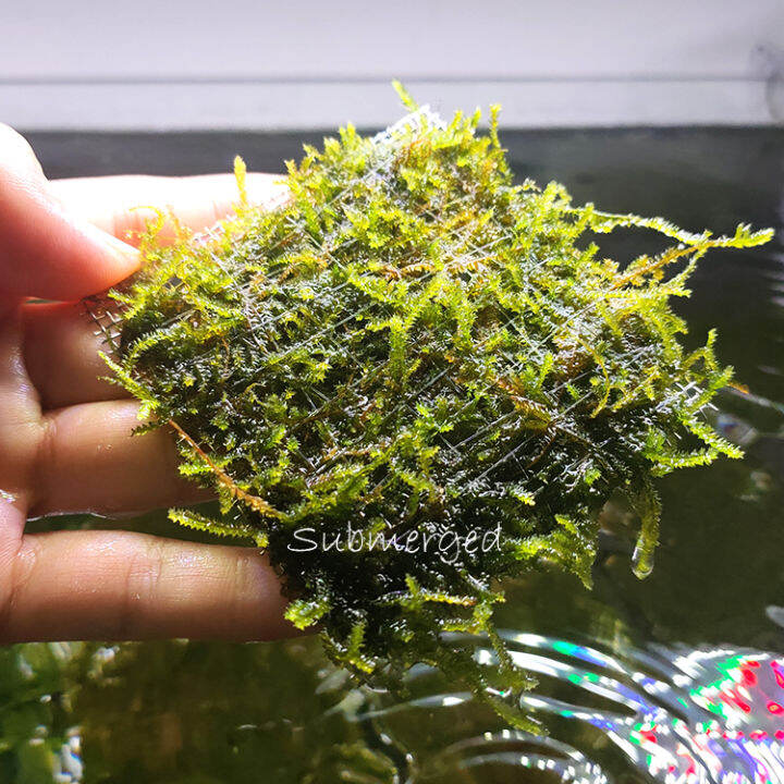 SubmergedAquatic plants Java Moss Lazada