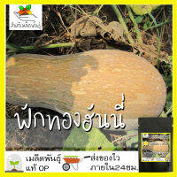 เมล็ดพันธุ์ ฟักทอง ฮันนี่ 30 เมล็ด Honey Pumpkin seed เมล็ดพันธุ์แท้ นำเข้าจากต่างประเทศ ปลูกผัก สวนครัว