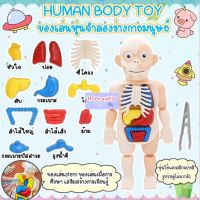 Human Body Model ของเล่นจำลองร่างกายมนุษย์ ของเล่นstem ของเล่นเพื่อการศึกษา ของเล่นวิทยาศาสตร์ ของเล่นเด็ก เสริมพัฒนาการ