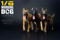 Mr.z 16ทำงานสุนัขเบลเยียม Malinois รูปสัตว์เลี้ยงสัตว์รุ่น Colllector ตกแต่งของเล่นสัตว์รุ่นของสะสมของเล่นสุนัขสำหรับเด็ก