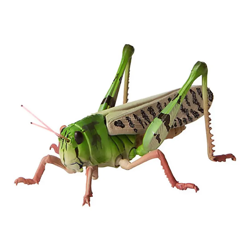 Cute Cartoon Grasshopper Illustration | Anime Art