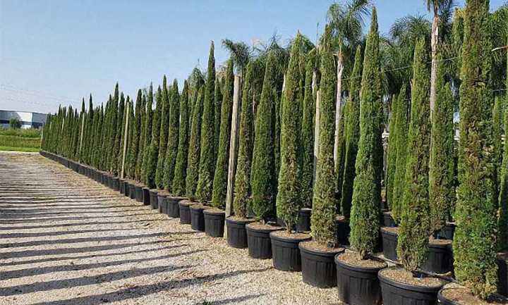 เมล็ดพันธุ์-สนเมดิเตอเรเนียน-ไซเปรส-cupressus-sempervirens-mediterranean-cypress-10-เมล็ด-เมล็ดพันธุ์นำเข้าจาก-อังกฤษ