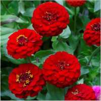 เมล็ดพันธุ์บานชื่นซ้อนสีแดง 20 เมล็ด ( Red zinnia flower 20 seed)