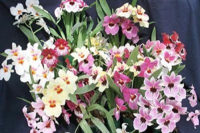 30 เมล็ดพันธุ์ เมล็ดกล้วยไม้ กล้วยไม้มิลโทนอปซิส (Miltonopsis Orchids) Orchid flower seed อัตราการงอก 80-85%.