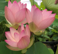 5 เมล็ดพันธุ์ บัว สายพันธุ์ DRUNKEN CONCUBINE LOTUS HEAVY BLOOMER สีชมพู เพาะปลูกและเก็บเมล็ดในไทย ขยายพันธุ์ในไทยได้ สายพันธุ์นิยมปลูกในอเมริกา