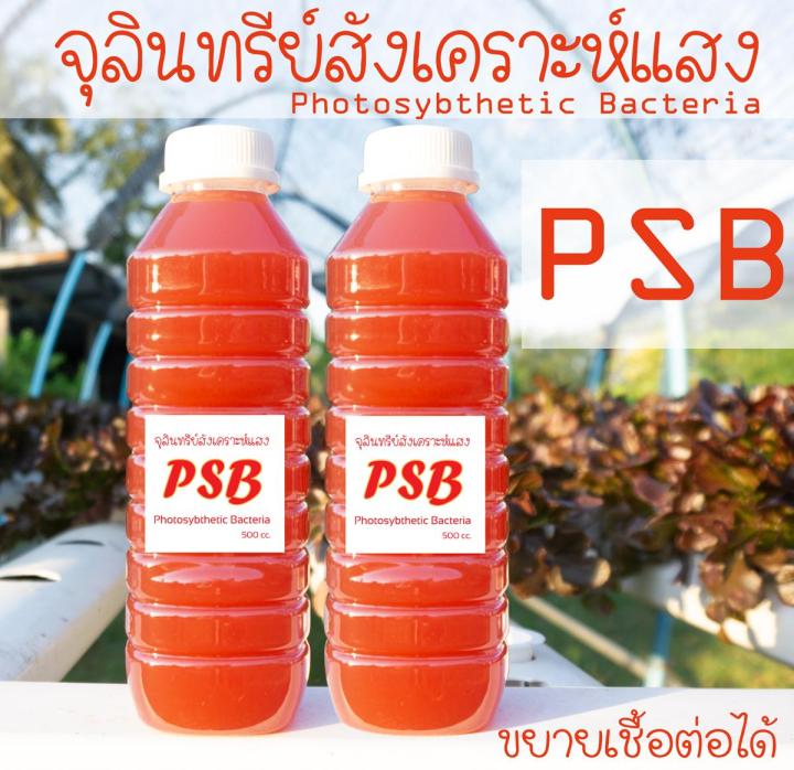 หัวเชื้อจุลินทรีย์สังเคราะห์แสงแบบเข้มข้น-psb-ขนาด-1-ลิตร-นำไปขยายเชื้อต่อได้