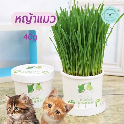 Cat Grass หญ้าแมว หญ้าสัตว์เลี้ยง 40g. ไม่มีดิน ไม่มีปุ๋ย หญ้าสัตว์เลี้ยง