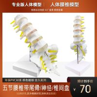 The body mold lumbar vertebra lumbar model structure of lumbar spine joints mold skeleton bones