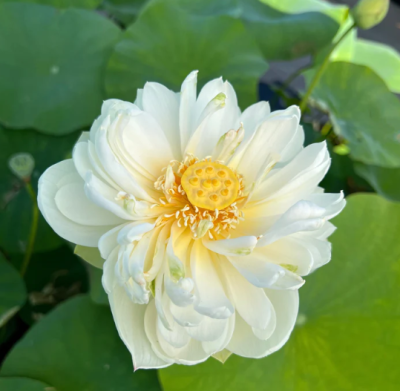 5 เมล็ด บัวนอก บัวนำเข้า บัวสายพันธุ์ Big pure white Lotus สีขาว สวยงาม ปลูกในสภาพอากาศประเทศไทยได้ ขยายพันธุ์ง่าย เมล็ดสด