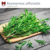 โรสแมรี(Rosmarinus officinalis)พืชสมุนไพร(50เมล็ด)