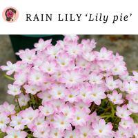 บัวดิน ‘ลิลลี่พาย’ (Lily pie)