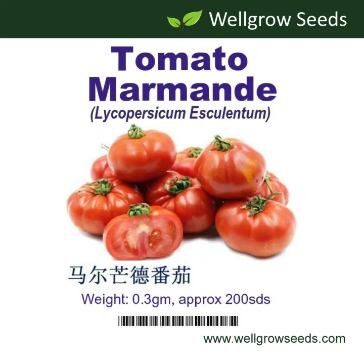Beefsteak Tomato Marmande Seeds (0.3gm, approx 200 sds) Determinate(not