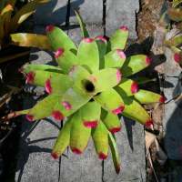 ส่งทั้งกระถาง Bromeliad สับปะรดสี​ เขียวปลายชมพู กระถาง​ 5-8​ นิ้ว​