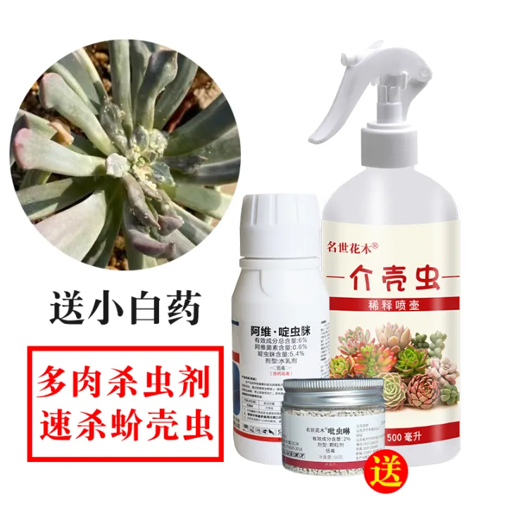 Succulent insecticide special medicine for scale insects flower and