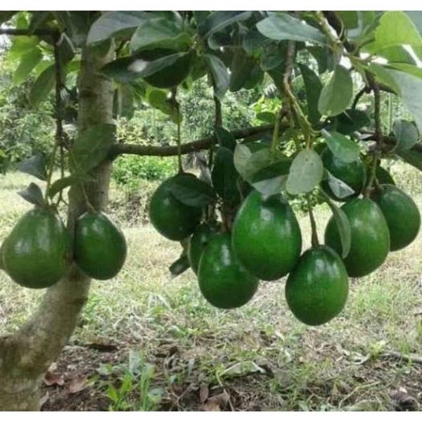 Avocado Miki Pokok Kawin Grafted Import Dari Cepat Berbuah seed | Lazada PH