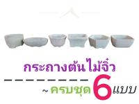 กระถางต้นไม้ บอนไซ 6 ใบ 139 บ.