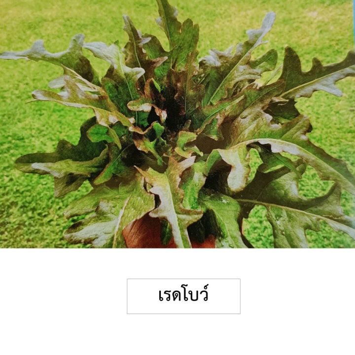 เมล็ดผักสลัดเรดโบว์ 100 เมล็ด (ซื้อ10แถม1 คละได้)