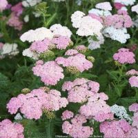 เมล็ดพันธุ์ ยาร์โรว์ หรือ อชิเลีย Achillea millefolium yarrow pastel 100 เมล็ด เมล็ดพันธุ์นำเข้าจาก อังกฤษ