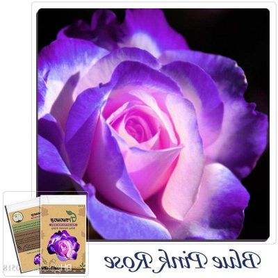 30 เมล็ด เมล็ดพันธุ์ กุหลาบ สีฟ้า-ชมพู Rose seed ดอกใหญ่ นำเข้าจากต่างประเทศ พร้อมคู่มือ เมล็ดสด ใหม่