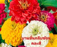 บานชื่น เมล็ดพันธุ์บานชื่นกลีบซ้อนคละสี Zinnia Flower Mix Colour Seed บรรจุ 15 เมล็ด 10 บาท