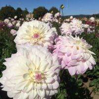 20 เมล็ดพันธุ์ รักเร่ Dahlia Seeds สายพันธุ์ WHO ME สีม่วง รักเร่ รักแรกพบ ดอกไม้แห่งมิตรภาพ ความรักเริ่มต้น เพาะเลี้ยงง่าย ตั้งโต๊ะทำงาน