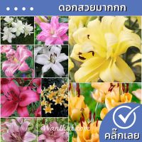 ✺หัวลิลลี่ ดอกหอมมาก นำเข้าจากฮอลแลนด์ Wanthai ขายหัวลินลี่ ว่านสี่ทิศ ไฮยาซิน หัว​ลิลลี่​ ต้นไม้ฟอกอากาศ เมล็ดดอกไม้✦