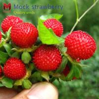 สตรอเบอรี่ป่า Mock strawberry (200เมล็ด)