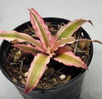 มีประกัน ส่งไว สับปะรดสี หรือบรอมีเลียน (Bromelia) พิ้งค์เลดี้ ไม้ประดับ ดูแลง่าย ต้นไม้มงคล ต้นไม้เสริมดวง ต้นไม้ฟอกอากาศ สับปะรดสีทนแดด สับปะรดสีสวยๆ  ไม้มงคล ไม้ผลกินได้ ไม้ประดับ ไม้ดอกตลอดปี ไม้มงคลราคาถูก ไม้ด่างทุกชนิด ไม้ดอก