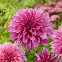 1 หัว/ชุด รักเร่ Dahlia Bulb สายพันธุ์ Arthur Hambley หัวรักเร่ ดอกไม้ หัวหน่อ เหง้า นำเข้า เนเธอร์แลน หัวสดใหม่