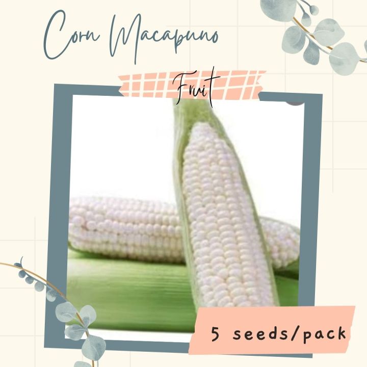 Corn Macapuno Seeds for Planting (5 seeds) FRUIT | Lazada PH