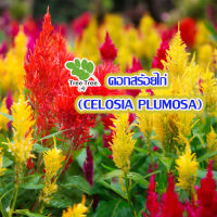 เมล็ดดอกไม้ ? ดอกสร้อยไก่ (CELOSIA PLUMOSA ) เมล็ดดอกสร้อยไก่ 100เมล็ด?