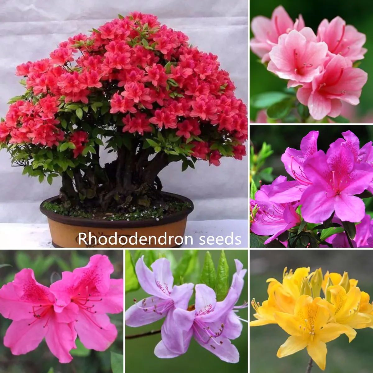 Philippines Ready Stock 50pcs Mixed Rhododendron Seeds Japanese Azalea  Bonsai Seedsplants, Rhododendron Azalea Bonsai Flower Tree Seeds Indoor and  Outdoor Plants Real Live Plant for Sale Flowering Plants Seeds Easy To Grow