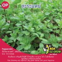 เมล็ดพันธุ์ สะระแหน่ บรรจุ 100 เมล็ด [โปรโมชั่น ซื้อ10แถม1 คละได้]