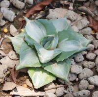 อากาเว่แคระ Agave isthmensis Ohi Raijin variegata ส่งแบบเคาะดินออก