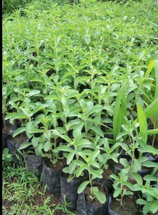 Bibit Tanaman Herbal Stevia Si Daun Manis Lazada Indonesia