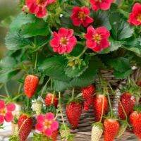 เมล็ดพันธุ์ Strawberry สายพันธุ์ Trista 50 เมล็ด เมล็ดพันธุ์นำเข้าจาก ยุโรป