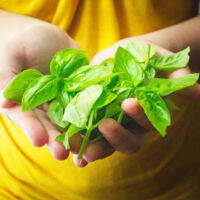 เมล็ด ITALIAN BASILถูกที่สุด.เมล็ดพันธุ์ITALIAN BASIL50 เมล็ดปลูกง่ายOrganicใบดกรับประกันการงอก  [ไม่ใช่พืช! เป็นเมล็ดพันธุ์] [คลังสินค้าจุด][ขายตรงจากโรงงาน][ของแท้อย่างเป็นทางการ][โปรโมชั่นลดราคา][50 เมล็ดพันธุ์][เมล็ดผลไม้][เมล็ดพันธุ์ผัก][อร่อยจัง][ปล