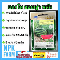 ผักซอง เจียไต๋ แตงโม ซอนญ่า พลัส จำนวน 40 เมล็ด/ซอง เมล็ดพันธุ์ ลอตใหม่ งอกดี ปลูกง่าย ทรงกลมสูง รสชาติดี ขนาดผล 4-6 กก. ระยะเก็บ 55-60 วัน