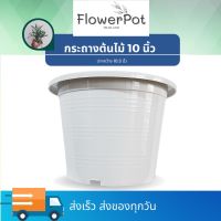 กระถางต้นไม้สีขาว 10 นิ้ว กระถางต้นไม้ สีขาว ครีม