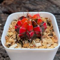 Gymnocalycium G.ฮิโบตัน G009 ยิมโนด่าง ไม้เมล็ด รหัสG GYmno variagata seedings ขนาดกระถาง 3 นิ้ว (จัดส่งทั้งกระถาง) #กระบองเพชร #Cactus #ต้นไม้สวยงาม #ต้นไม้สวย