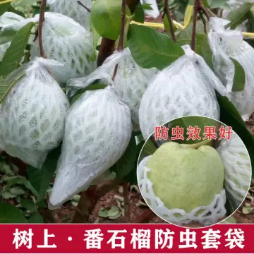 fruit cover paper bag for guava bag | tradekorea