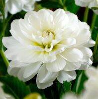 1 หัว/ออเดอร์ รักเร่ Dahlia rhizome สายพันธุ์ White Onesta หัวรักเร่ ดอกไม้ หัวหน่อ เหง้า นำเข้า เนเธอร์แลน